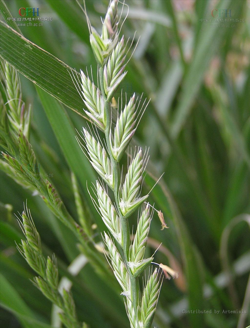  p>黑麦草(学名: i>lolium perenne /i> l.