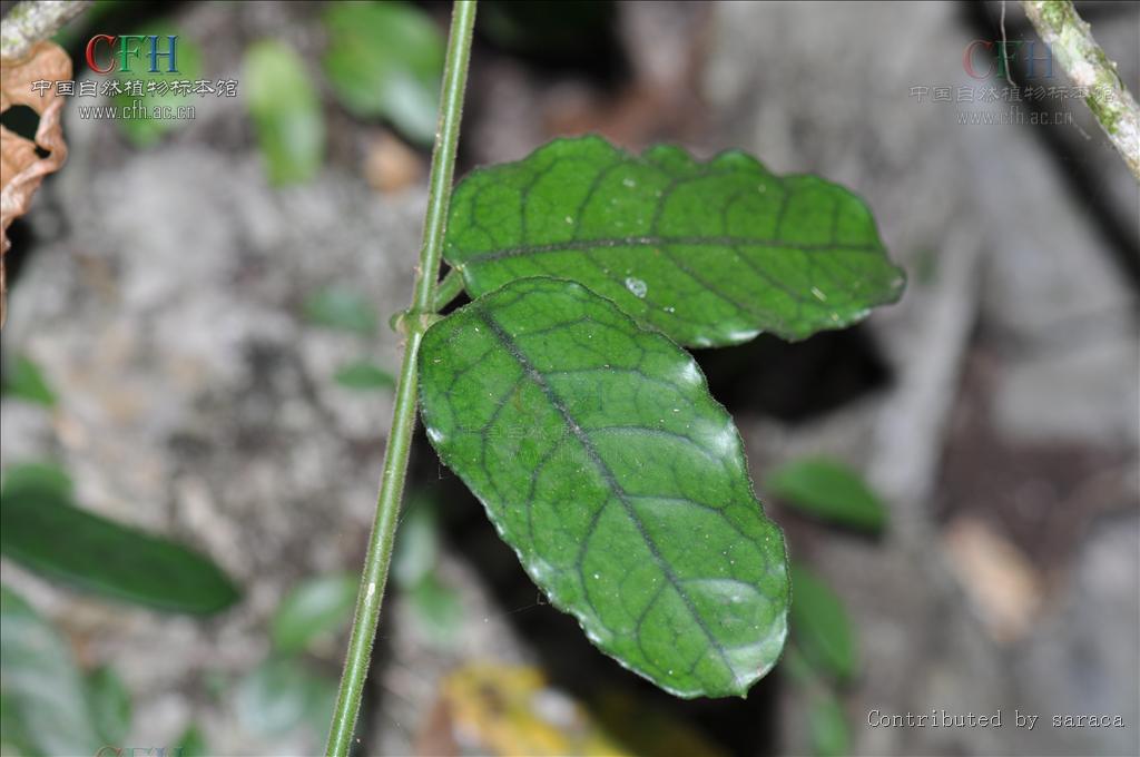  p>毛球兰(拉丁学名: i>hoya villosa /i> cost.