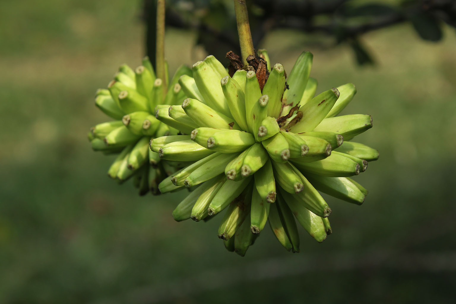 薄叶喜树(变种)