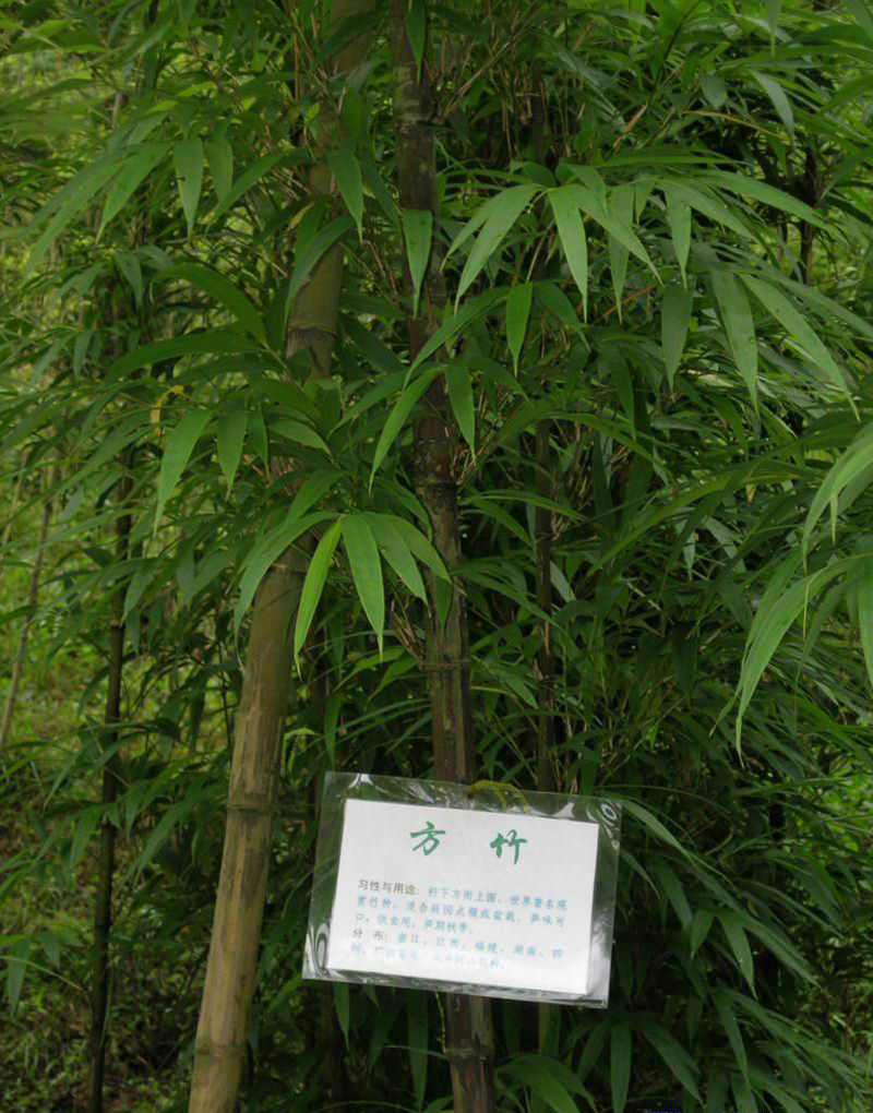  p>高舌苦竹( a target="_blank" href="/item/学名/8074290" data