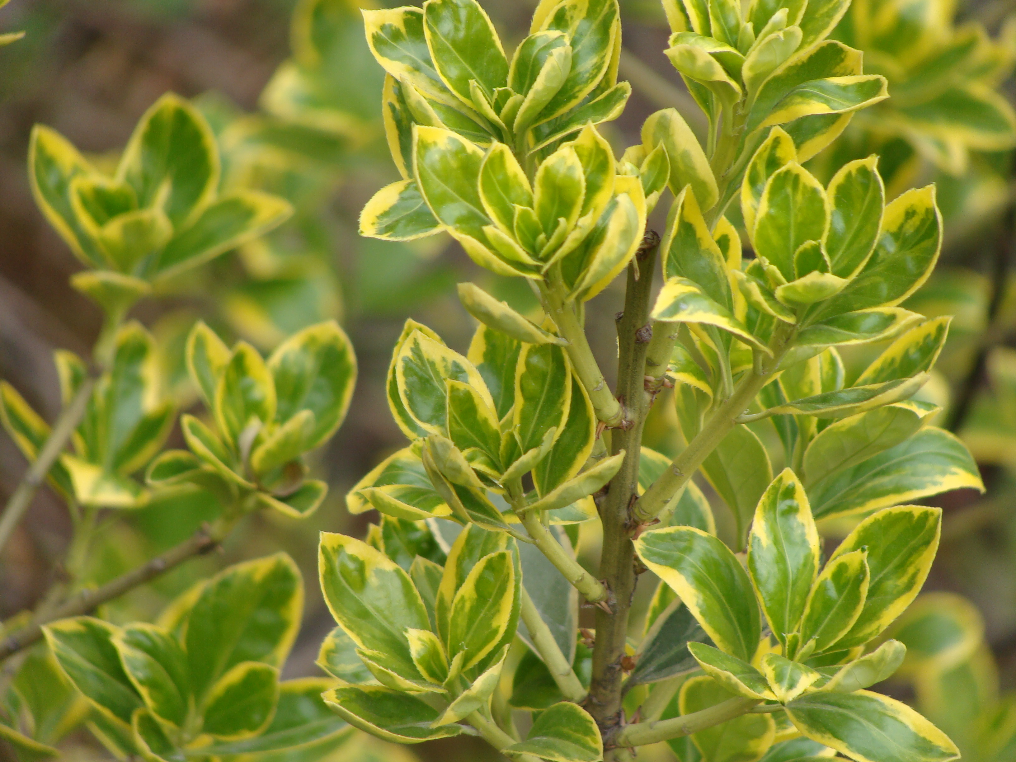 >卫矛科 /a> a target="_blank" href="/item/卫矛属">卫矛属 /a>的 a