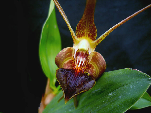  p>宽叶厚唇兰(学名: i>epigeneium amplum /i>  (lindl. ) summerh.