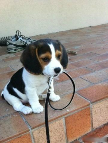  p>米格鲁猎兔犬又称为"比格犬",是世界名犬犬种之一,在分类上属于