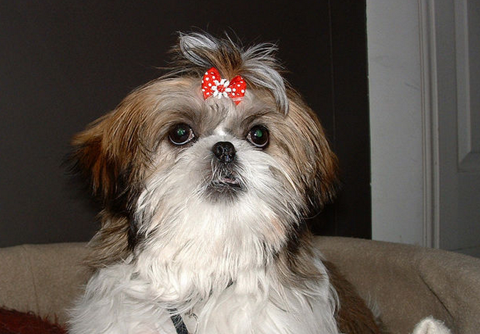 apso),常用名: a href="#" data-lemmaid="9994602">拉萨狮子狗 /a>