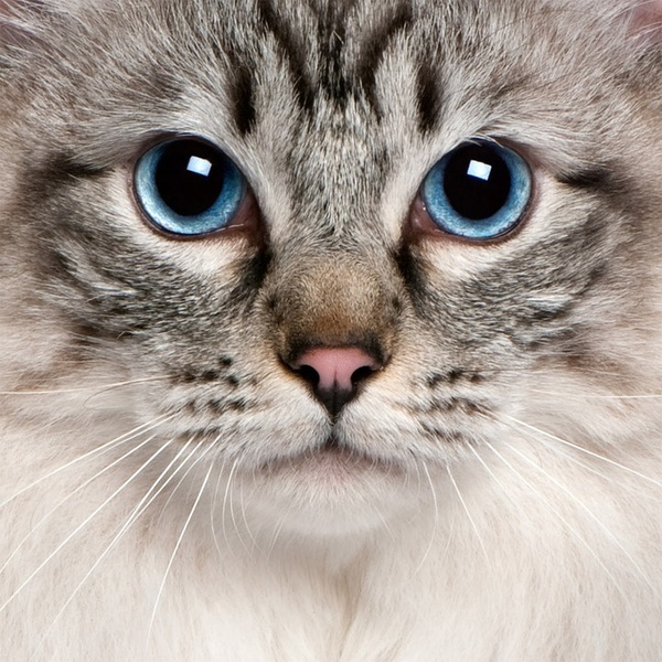  p>猫,属于 a target="_blank" href="/item/猫科动物/71877" data