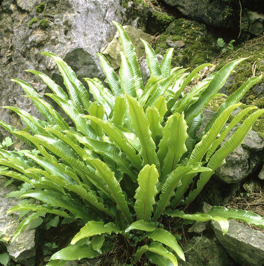 叶基宽铁角蕨