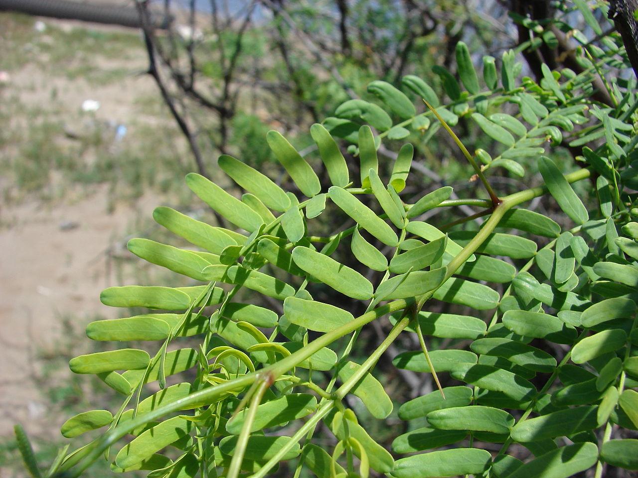  p>牧豆树属,我国 a href="#" data-lemmaid="122340">台湾 /a>,广东