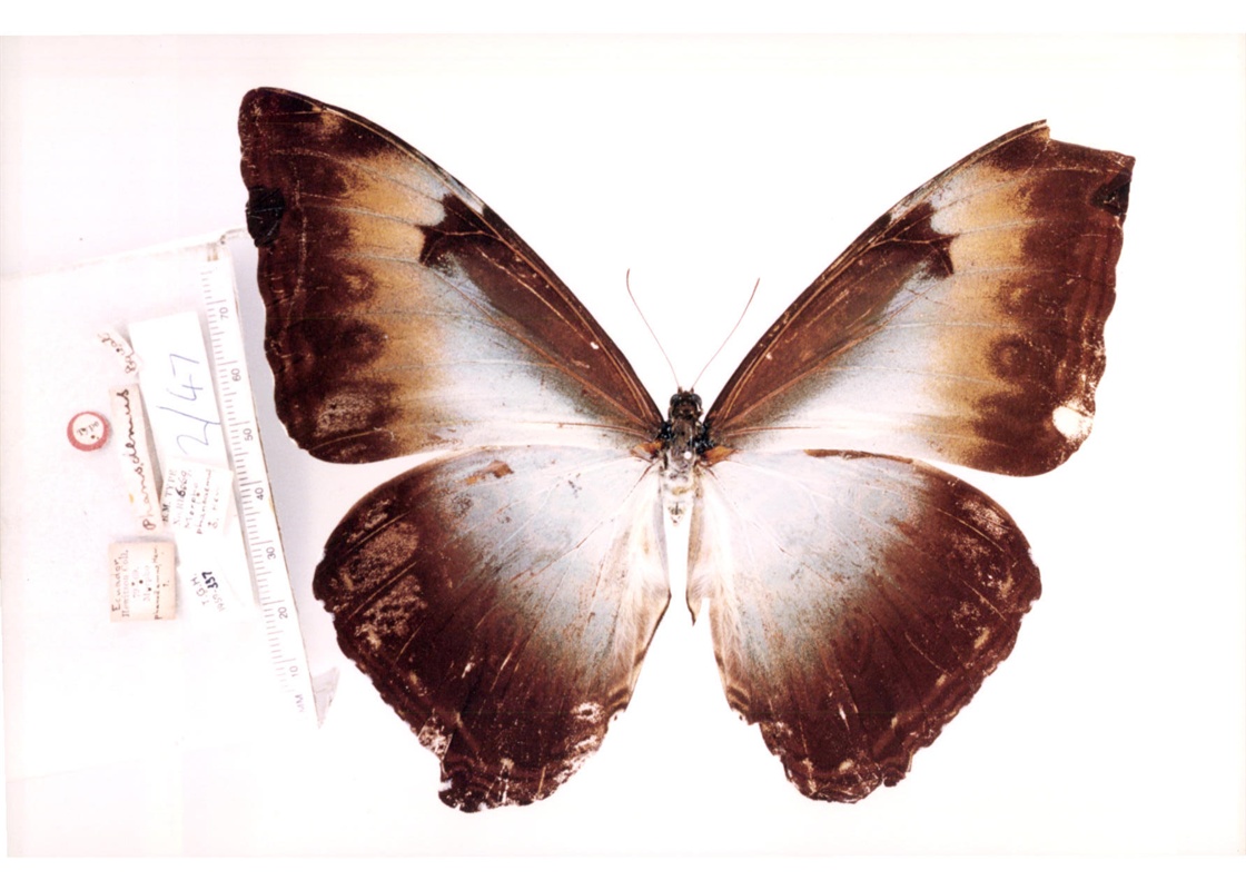  p> a target="_blank" href="/item/月神闪蝶幻影亚种/3739708" data