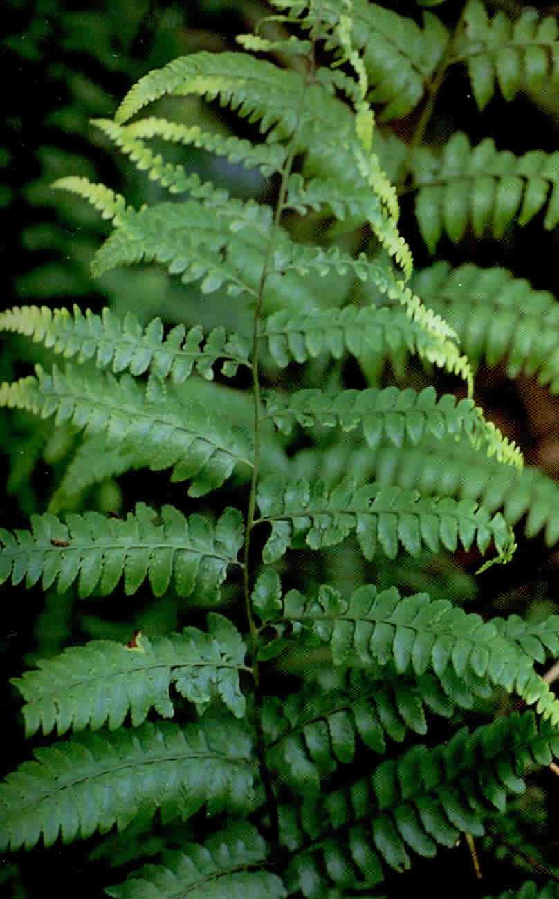 顶部连同叶柄基部密生卵状披针形鳞片