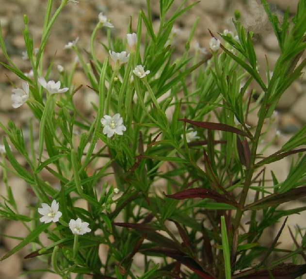 沼生柳叶菜