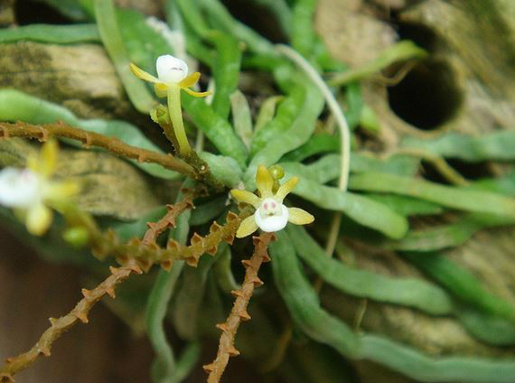  p>兜唇带叶兰(学名: i>taeniophyllum obtusum /i>  bl.