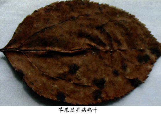 苹果黑星菌