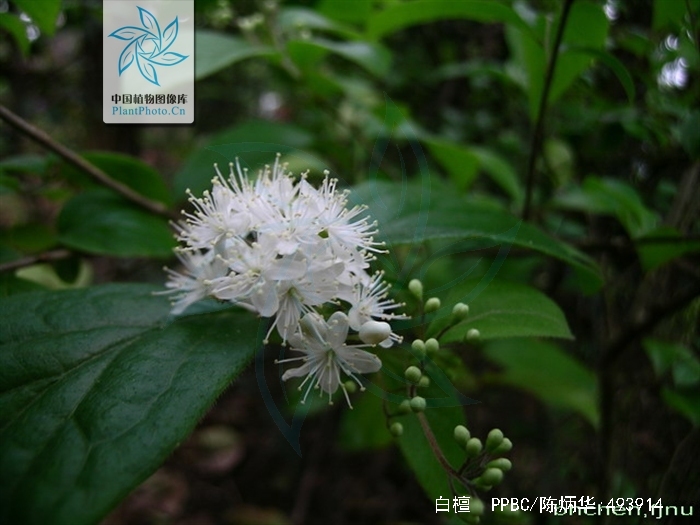 碎米子树
