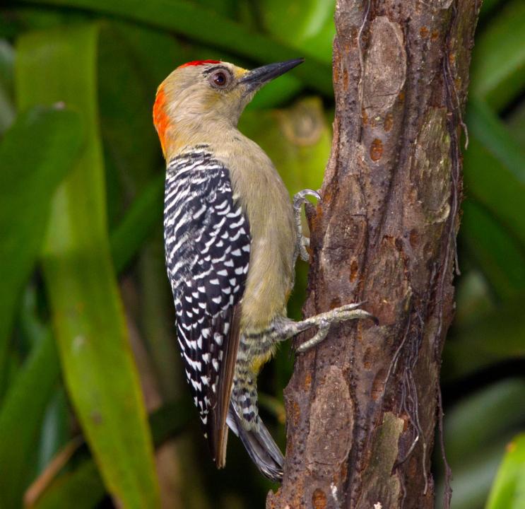  p>红冠啄木鸟指名亚种(学名: i>melanerpes rubricapillus rubri