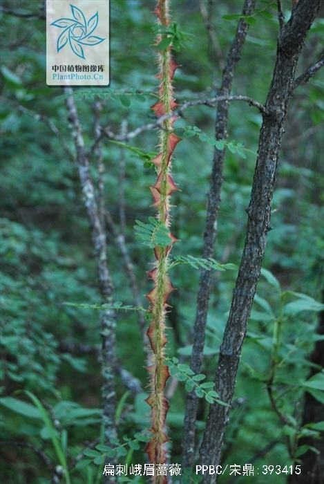 扁刺峨眉蔷薇