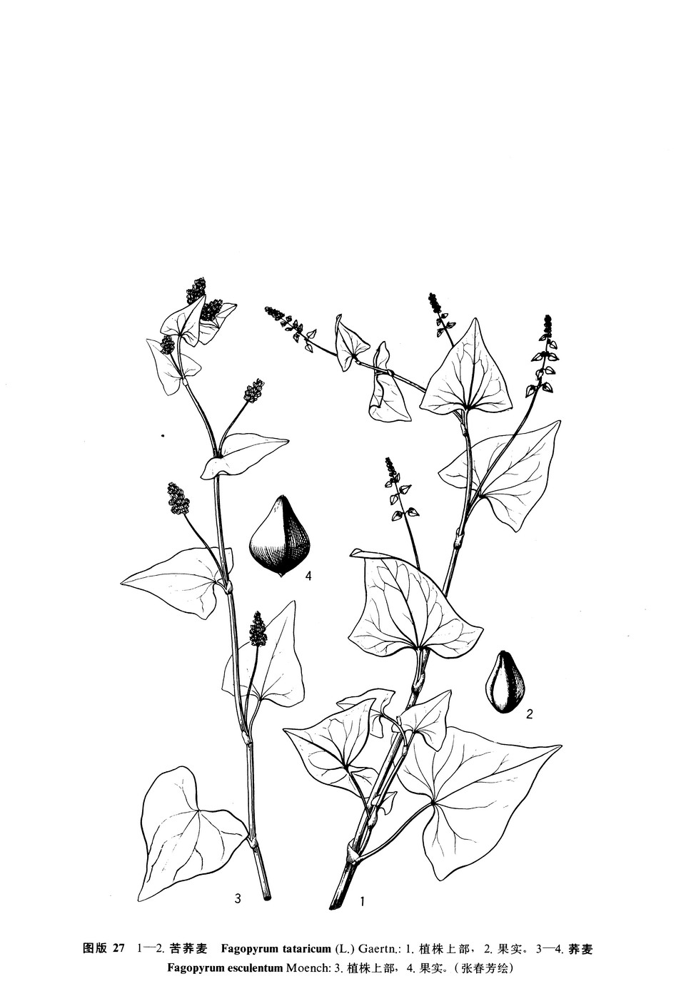  p>荞麦属(拉丁名:fagopyrum mill),一年生或多年生 a href="#">草本 