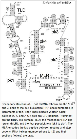 转运-信使RNA_百度百科