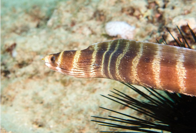 richardson, 1845),为 a href="#" data-lemmaid="10991306">海鳝科 