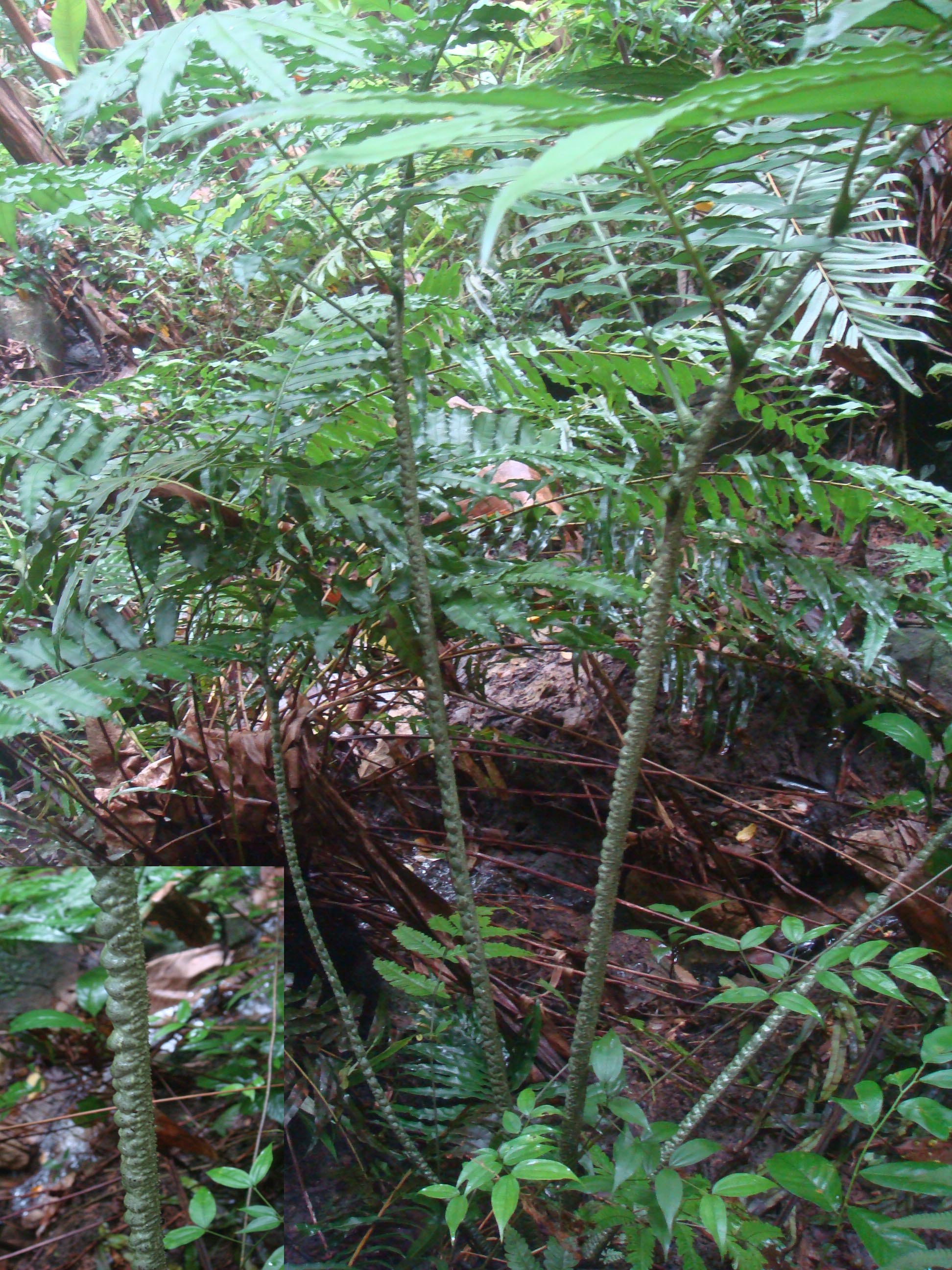 观音莲座蕨(观音莲座蕨图片功效)