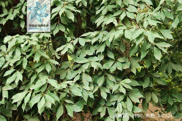  p>滇青冈,cyclobalanopsis glaucoides schotky,别名:滇椆,拟槠, a