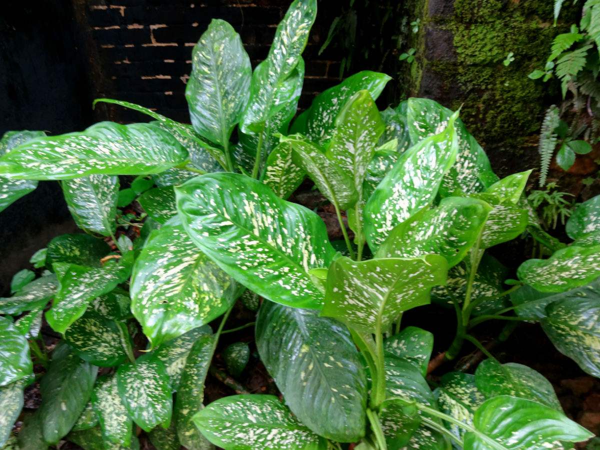 花叶万年青叶子发黄