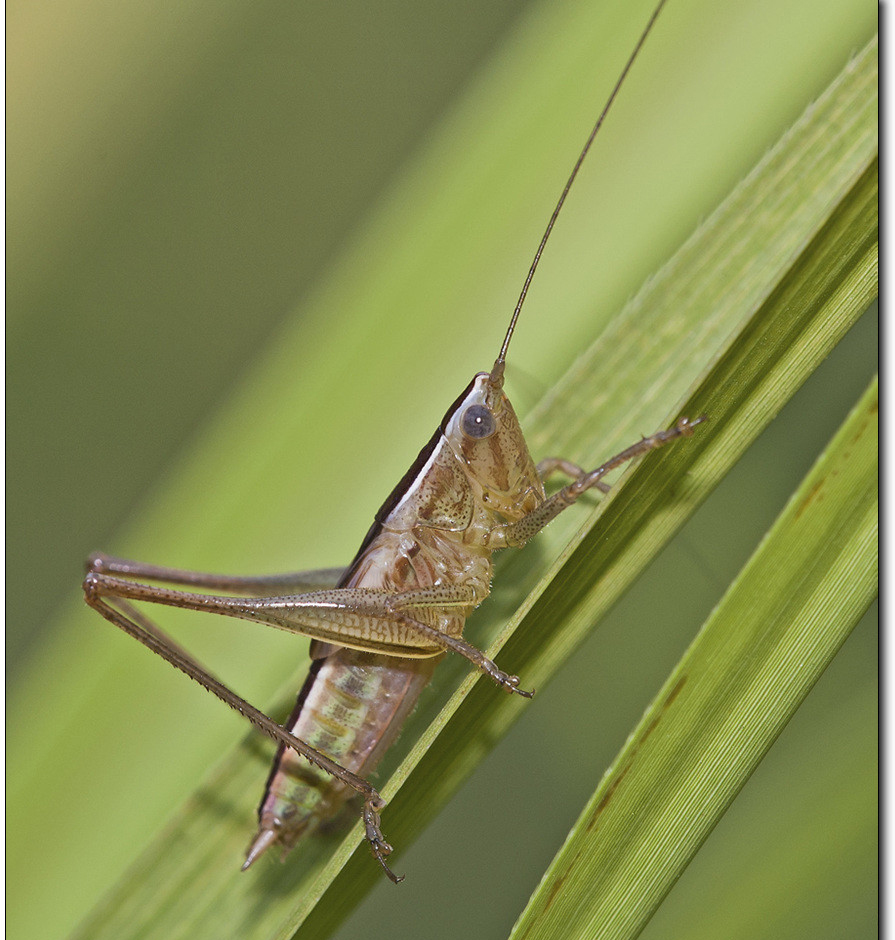 直翅目(orthoptera)