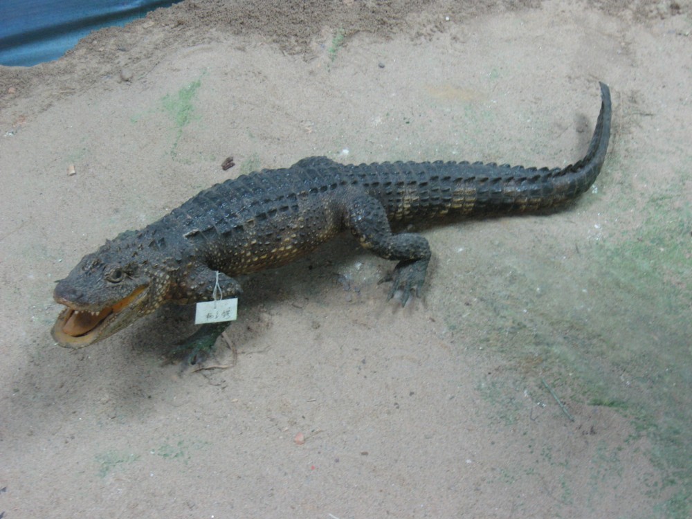 暹罗淡水鳄