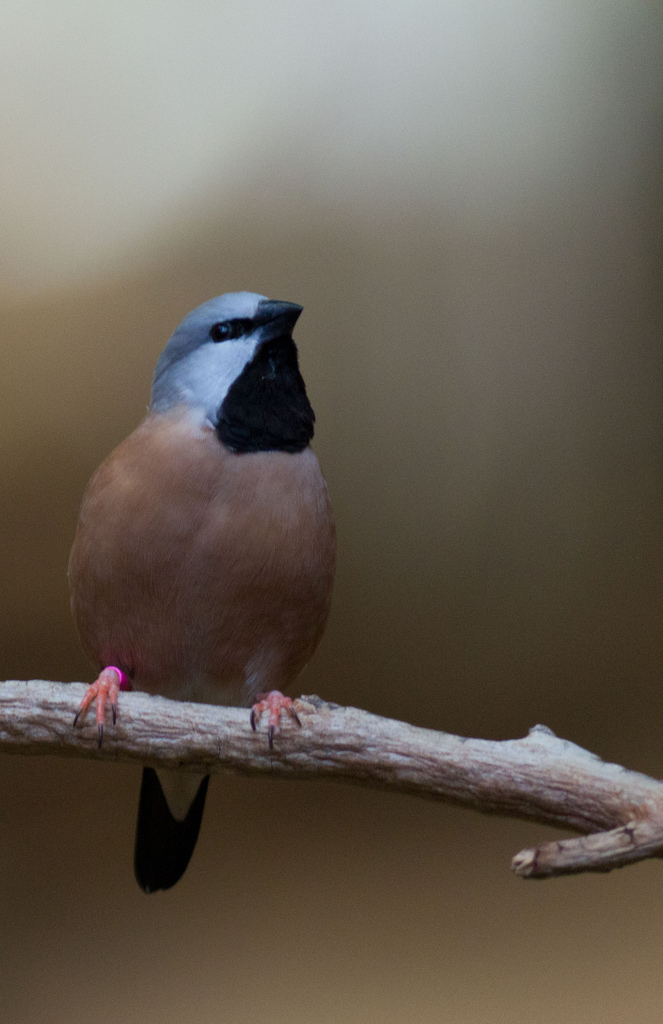 black-throated finch