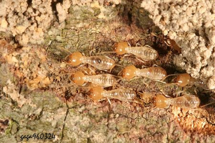  p>黑翅土白蚁(学名: i>odontotermes formosanus /i>)是白蚁科,土