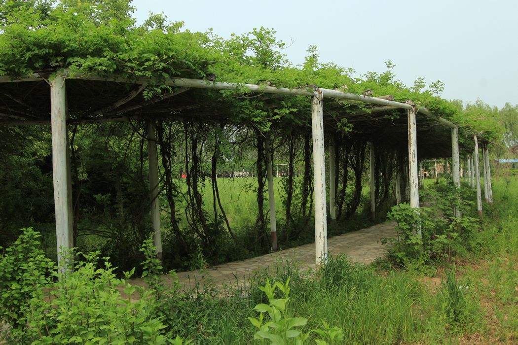新乡黄河故道森林公园