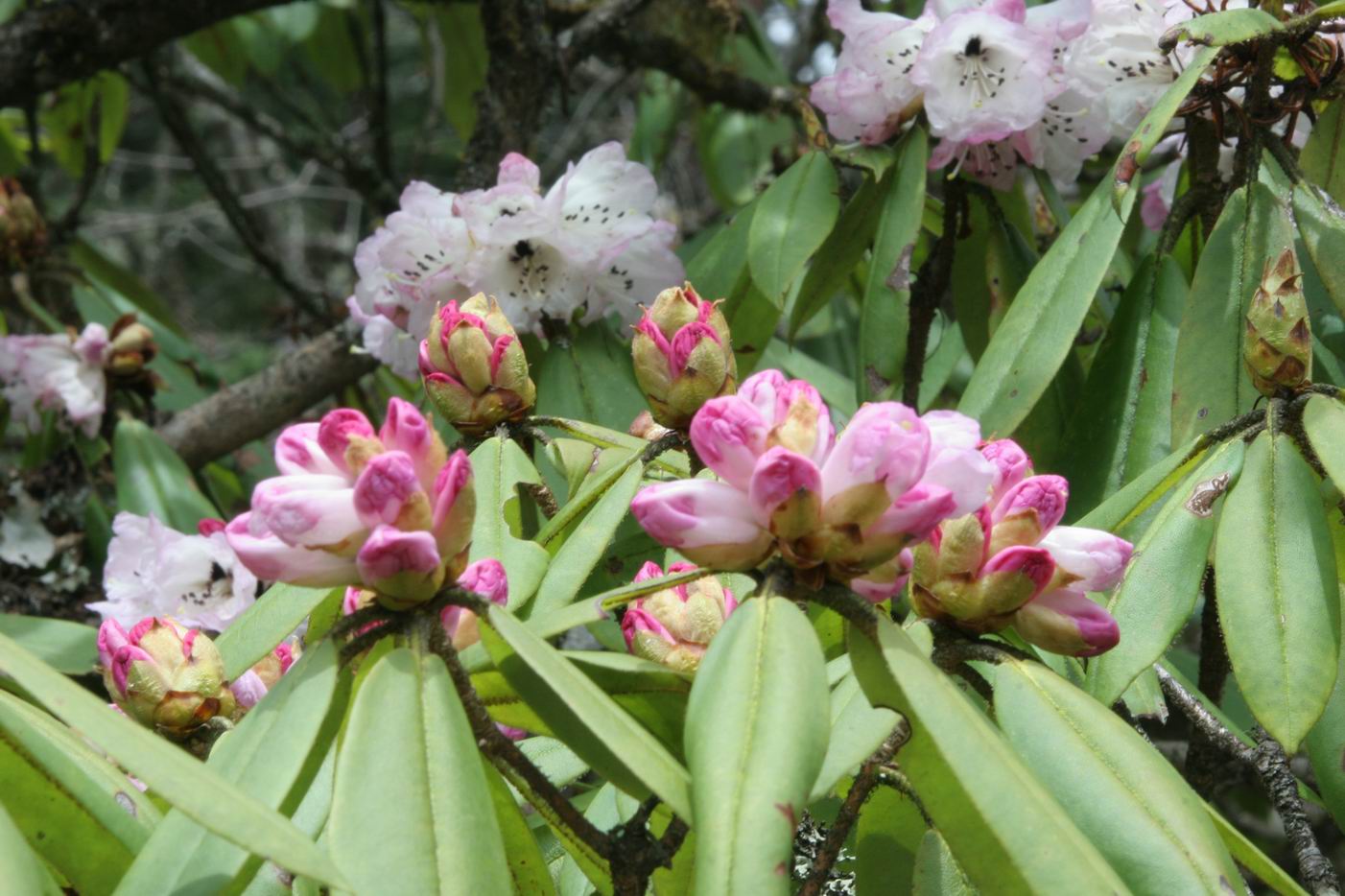  p>川西杜鹃(学名: i>rhododendron sikangense /i> fang):是 a