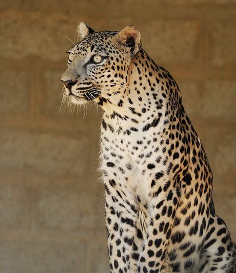  p>阿拉伯豹(学名:panthera pardus nimr)属于濒危野生动物,在9个豹