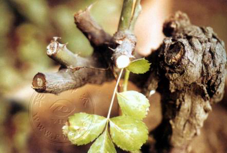 樱花/70387" data-lemmaid="70387">樱花 /a>,夹竹桃,银杏,金钟柏等