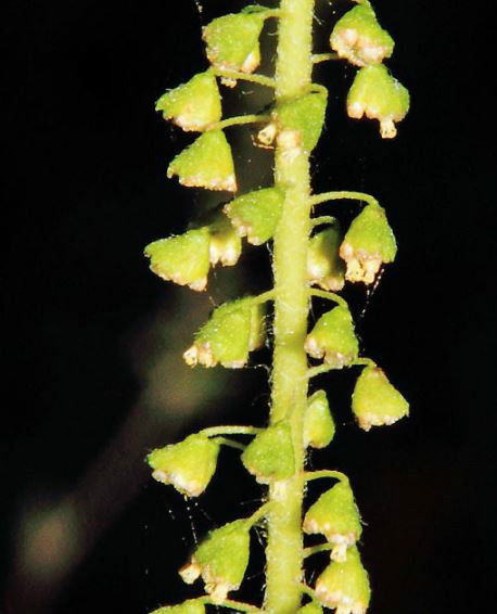  p>三裂叶豚草(学名: i>ambrosia trifida /i>  l.