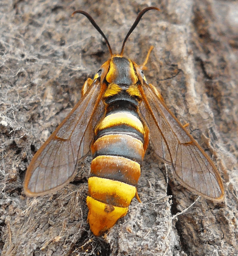  p>鳞翅目, a target="_blank" href="/item/透翅蛾科/6244658" data