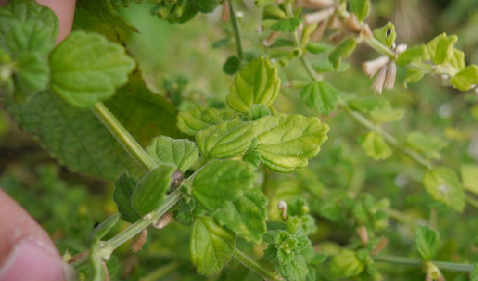  p> b>滨海白绒草 /b>(学名: b> i>leucas chinensis /i> /b>)为唇形