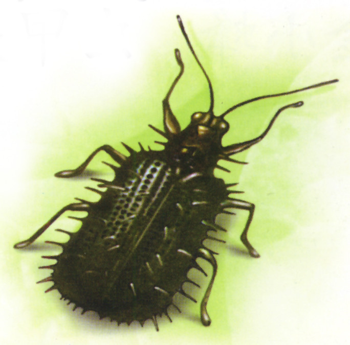 稻铁甲虫