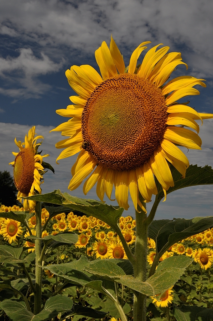  p>向日葵(学名: i>helianthus annuus /i> l.