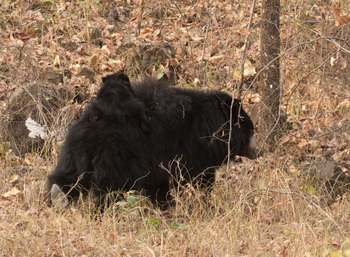 sloth bear