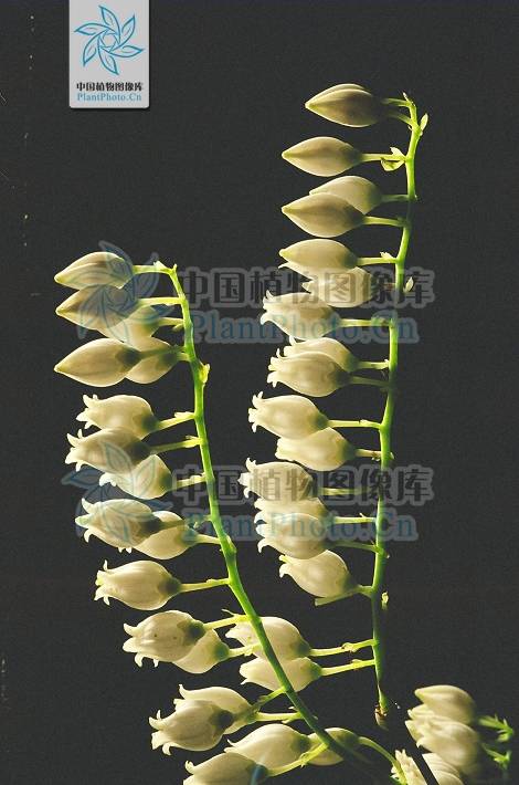 珍珠花（杜鹃花科珍珠花属植物）_百度百科