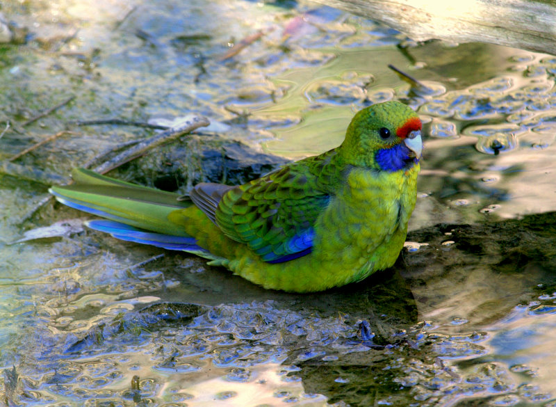  p>绿色玫瑰鹦鹉(学名: i>platycercus caledonicus /i>)是典型的 a