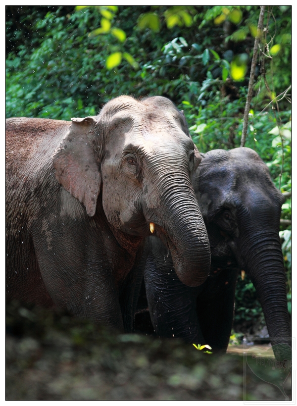  p>美洲乳齿象(mammut americanum)是北美洲已灭绝的乳齿象,其化石