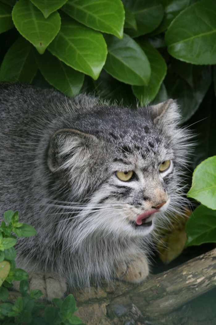 otocolobus manul nigripecta