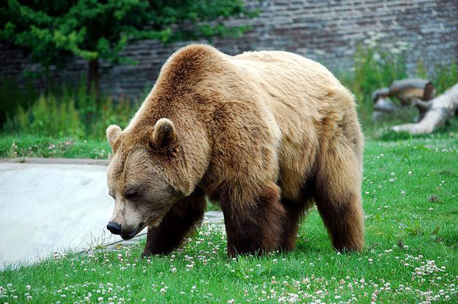  p>欧洲棕熊(学名:ursus arctos arctos)是棕熊指名亚种,头大而圆,体