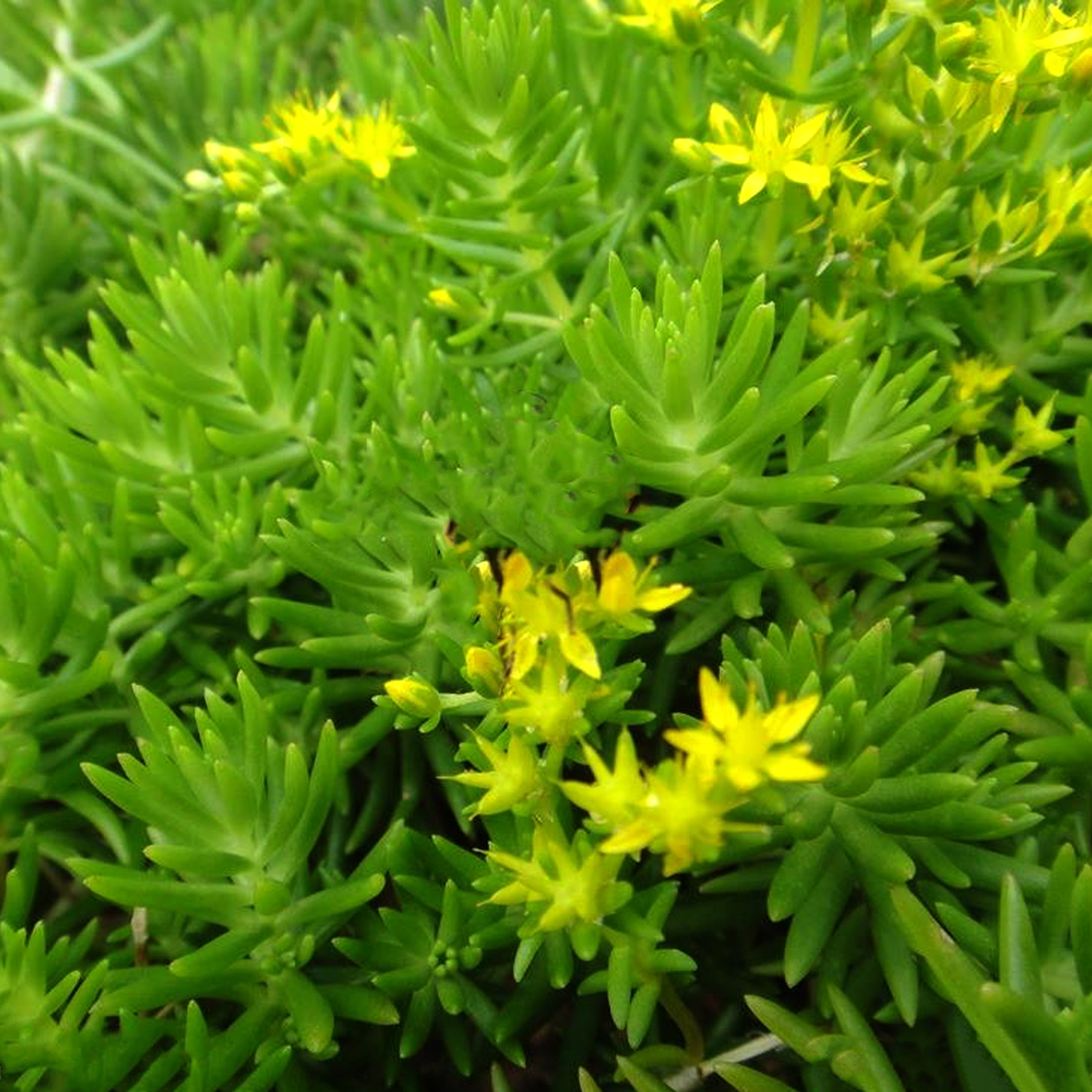  p>隐匿景天产我国 a target="_blank" href="/item/甘肃/226159"