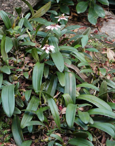 为兰科植物梳帽卷瓣兰bulbophyllum andersonii