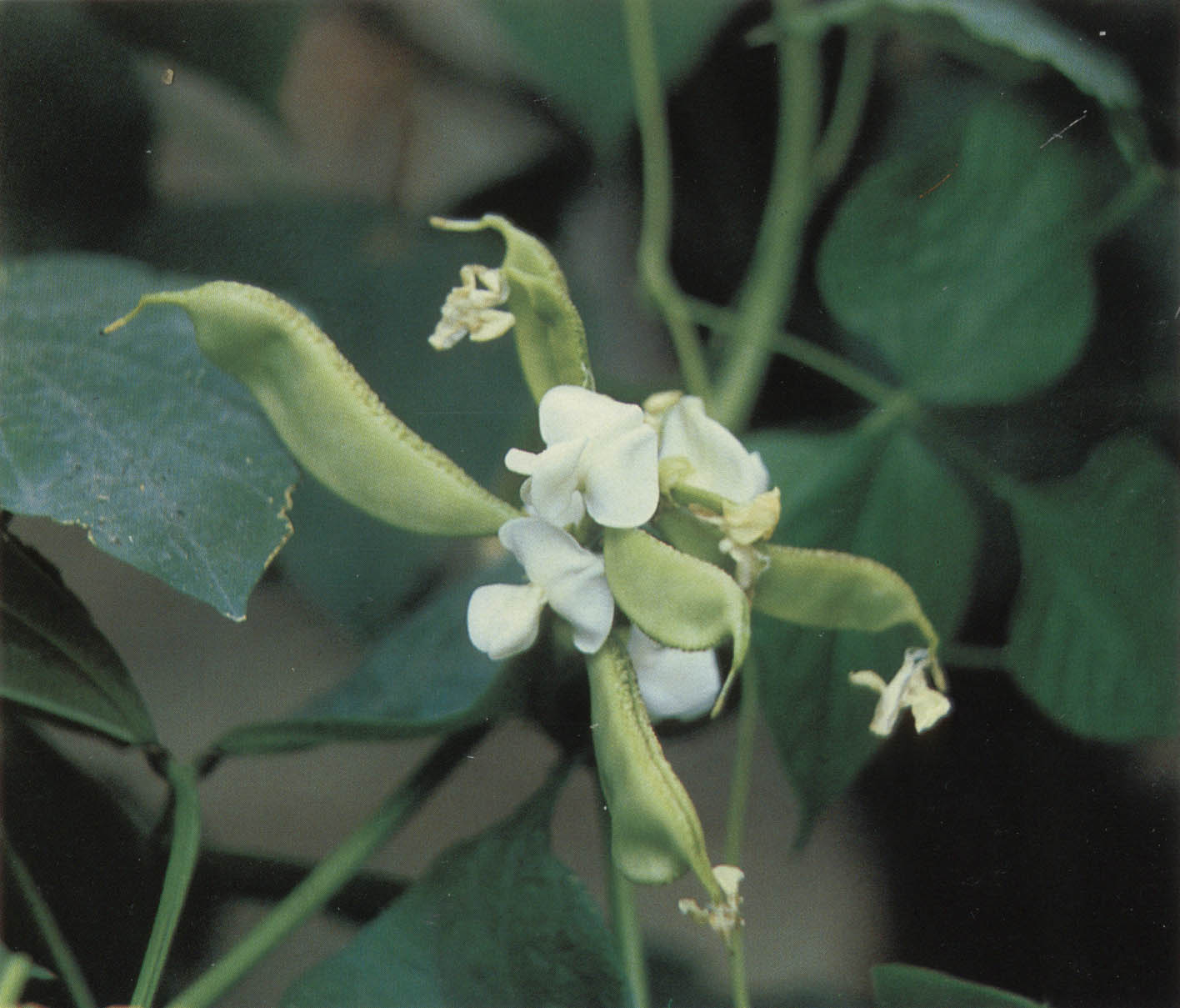  p>白扁豆花为豆科植物扁豆,7～8月间采收未完全开放的花,晒干或阴干.