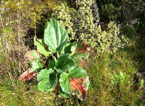  p>藏边大黄(学名: i>rheum australe  /i>d.