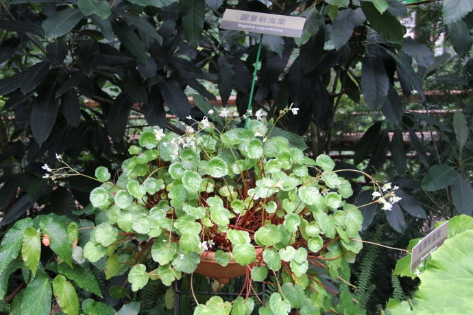 shui)是秋海棠科,秋海棠属多年生 a target="_blank" href="/item