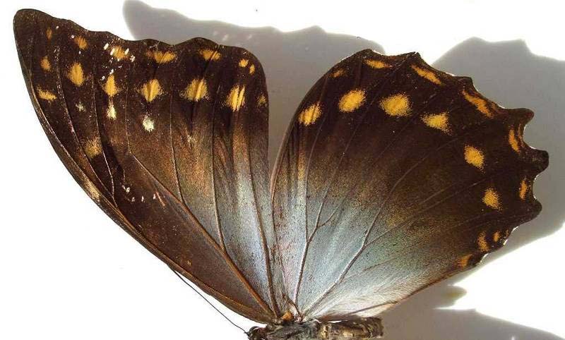  p>星褐闪蝶(学名:morpho amphitrion),鳞翅目 a href="#">蛱蝶科 /a>